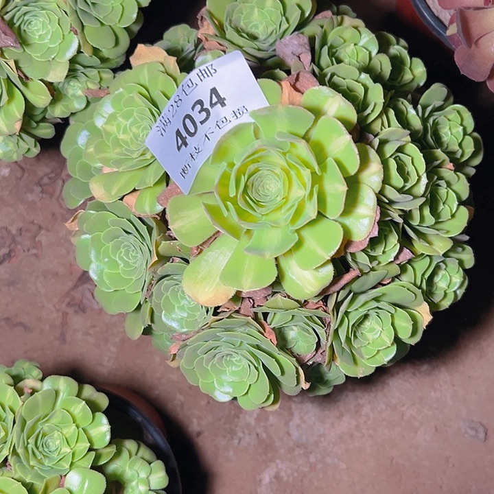 4034翡翠琉璃多肉植物