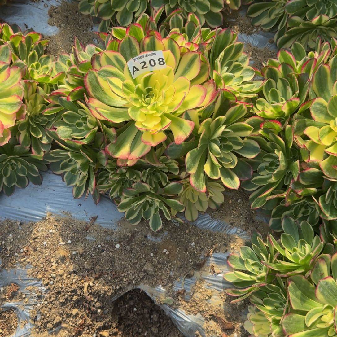 208ha海鲜。多肉植物