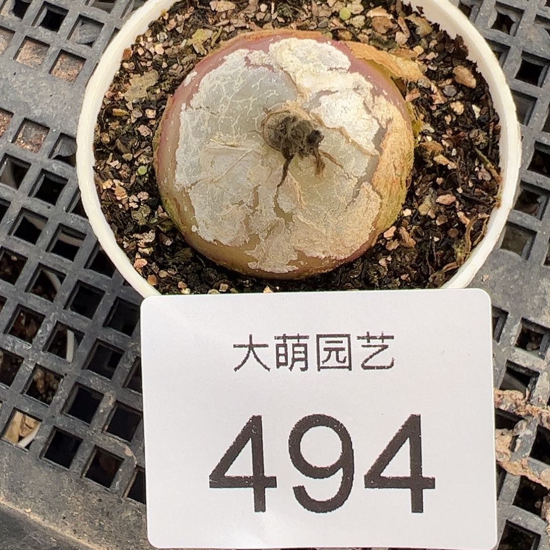 一物一拍带盆土发。 494