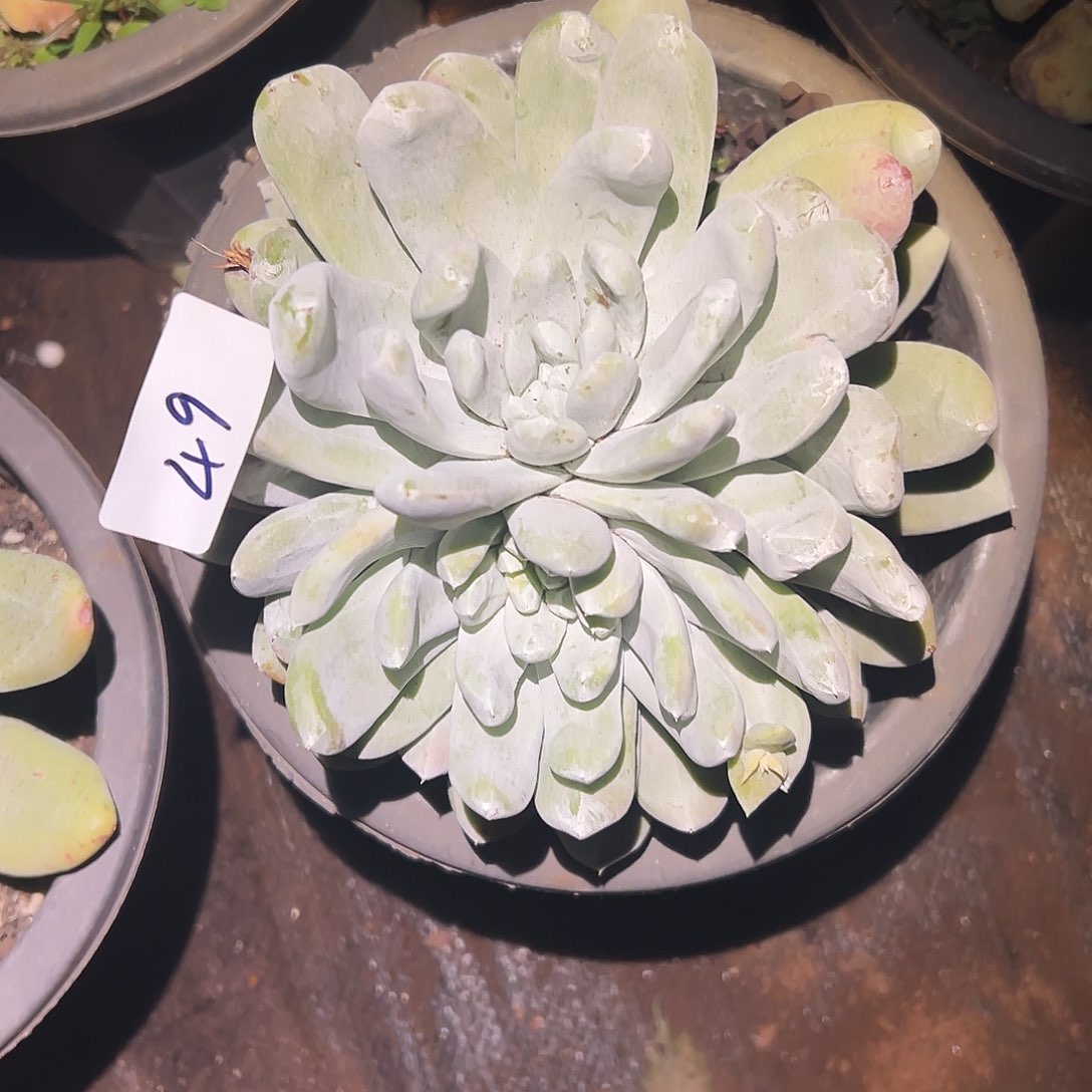 圆叶拇指帕奇飞徒仙女杯多肉