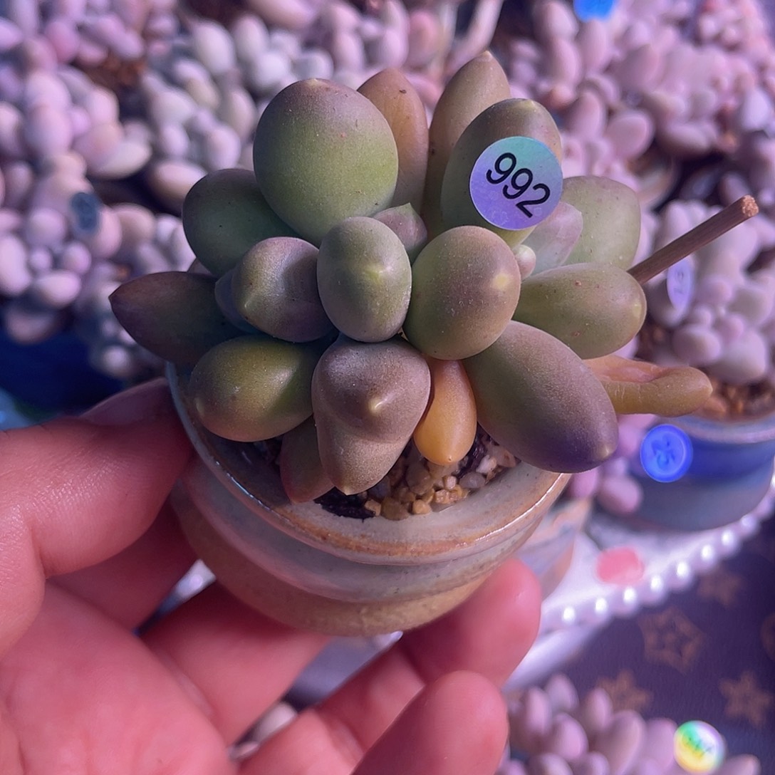带盆发货 金蟾 5口盆