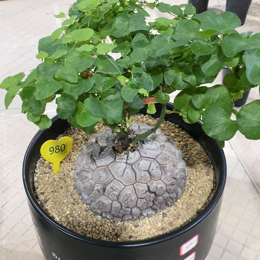 南非龟甲龙龟甲龙