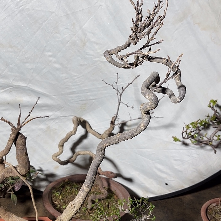 紫藤盆景盆栽植物