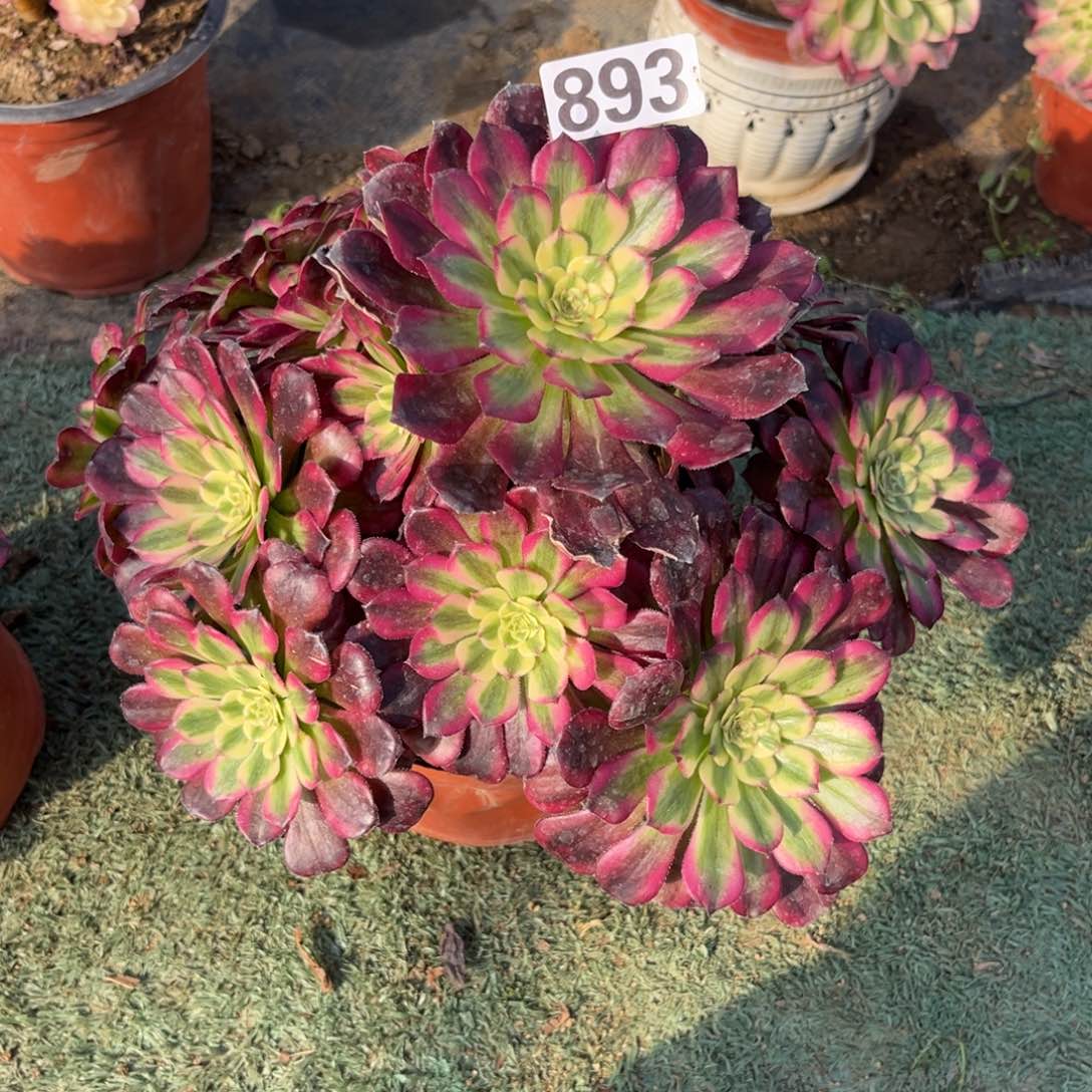 893月蝉法师多肉植物