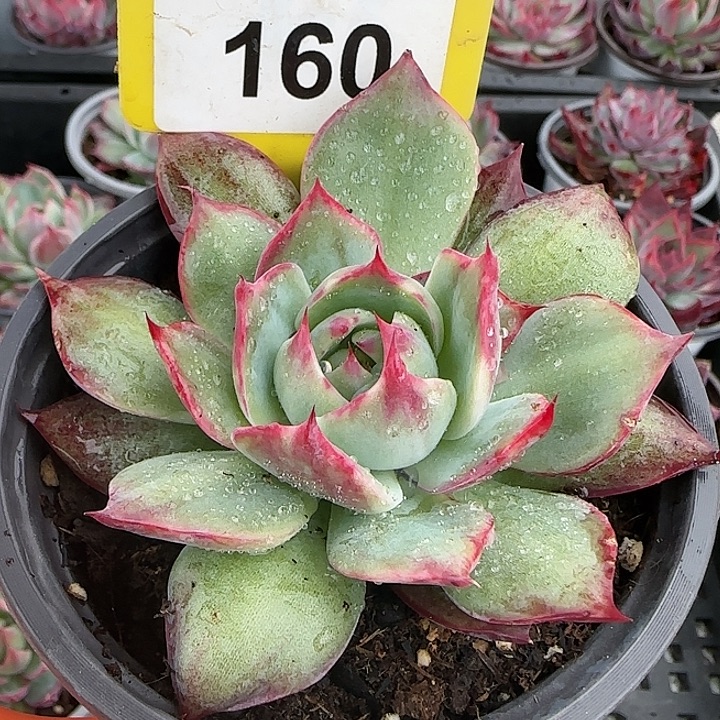 160 惊鸿仙子多肉植物6-9cm