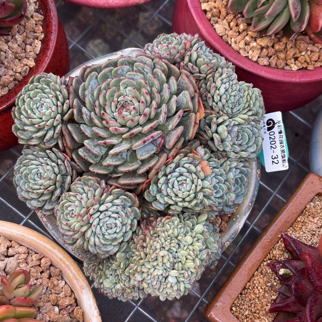 多肉一物一拍0202-32