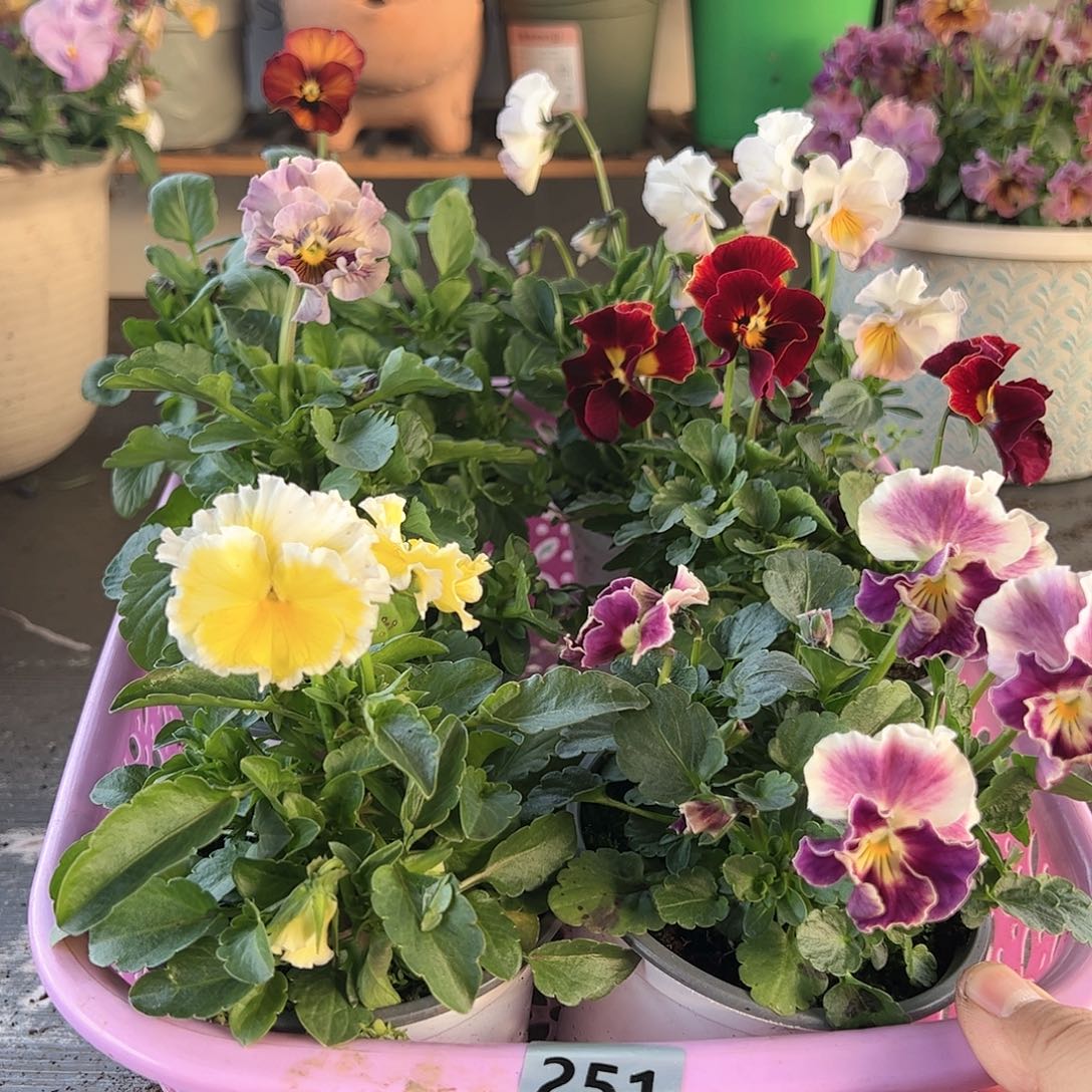 【闪购商品】251号