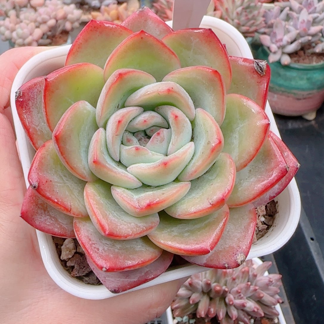 多肉植物8193………………