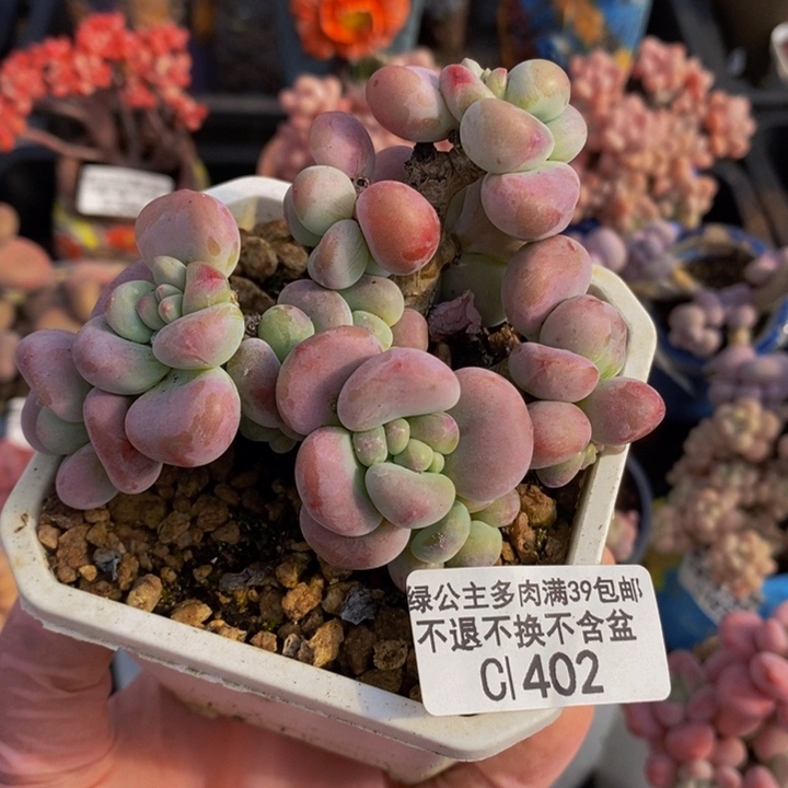 腰子红洛神8cm402多肉植物