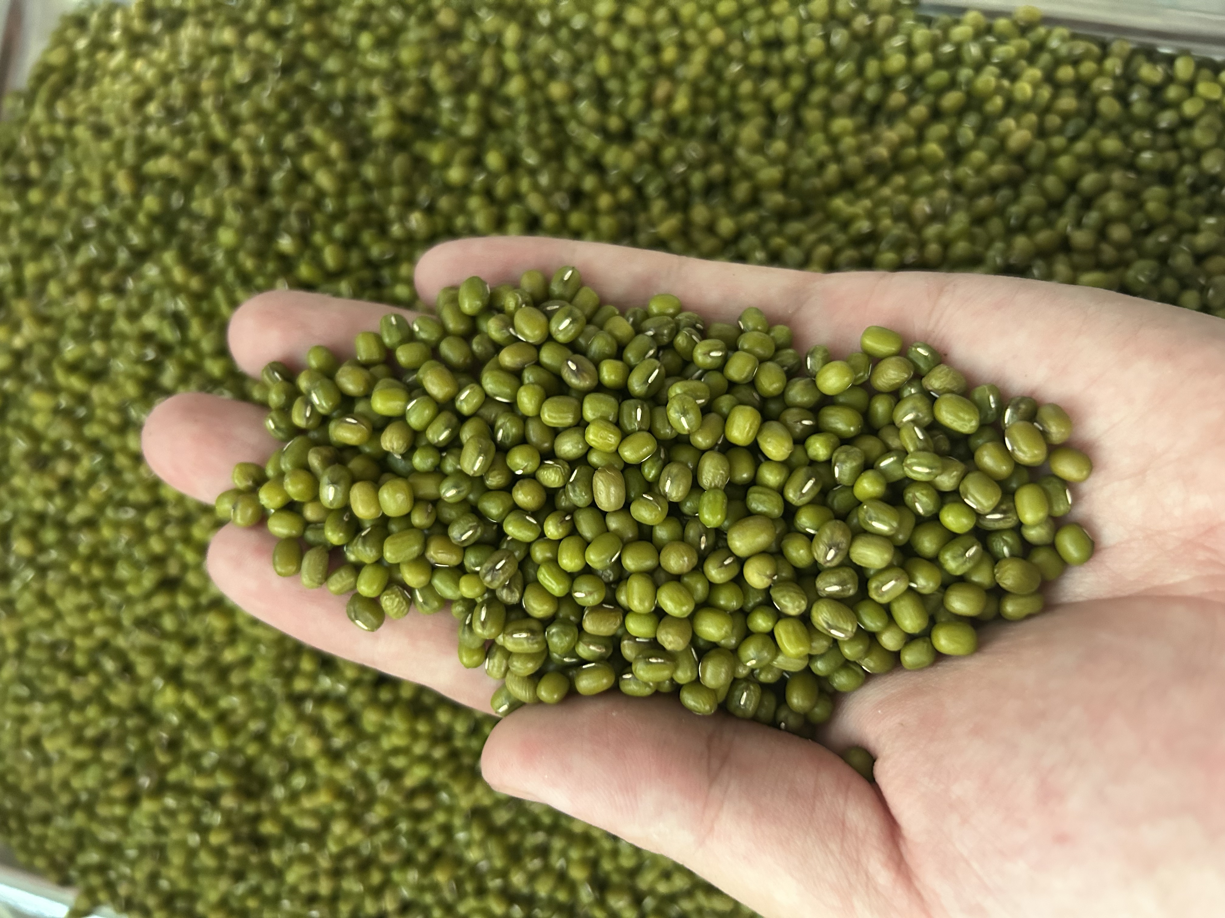 精选正宗绿豆天然健康粗粮可做绿豆汤豆沙的当季杂粮东北