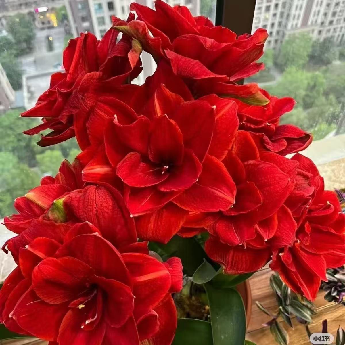 樱桃妮芙不带侧芽7cm