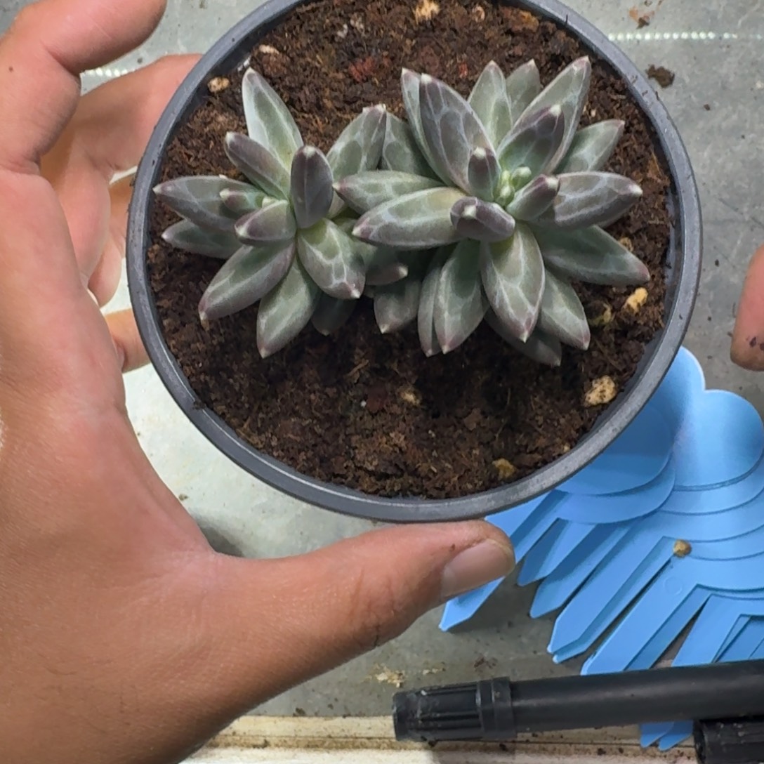 美人杂交 一物一拍