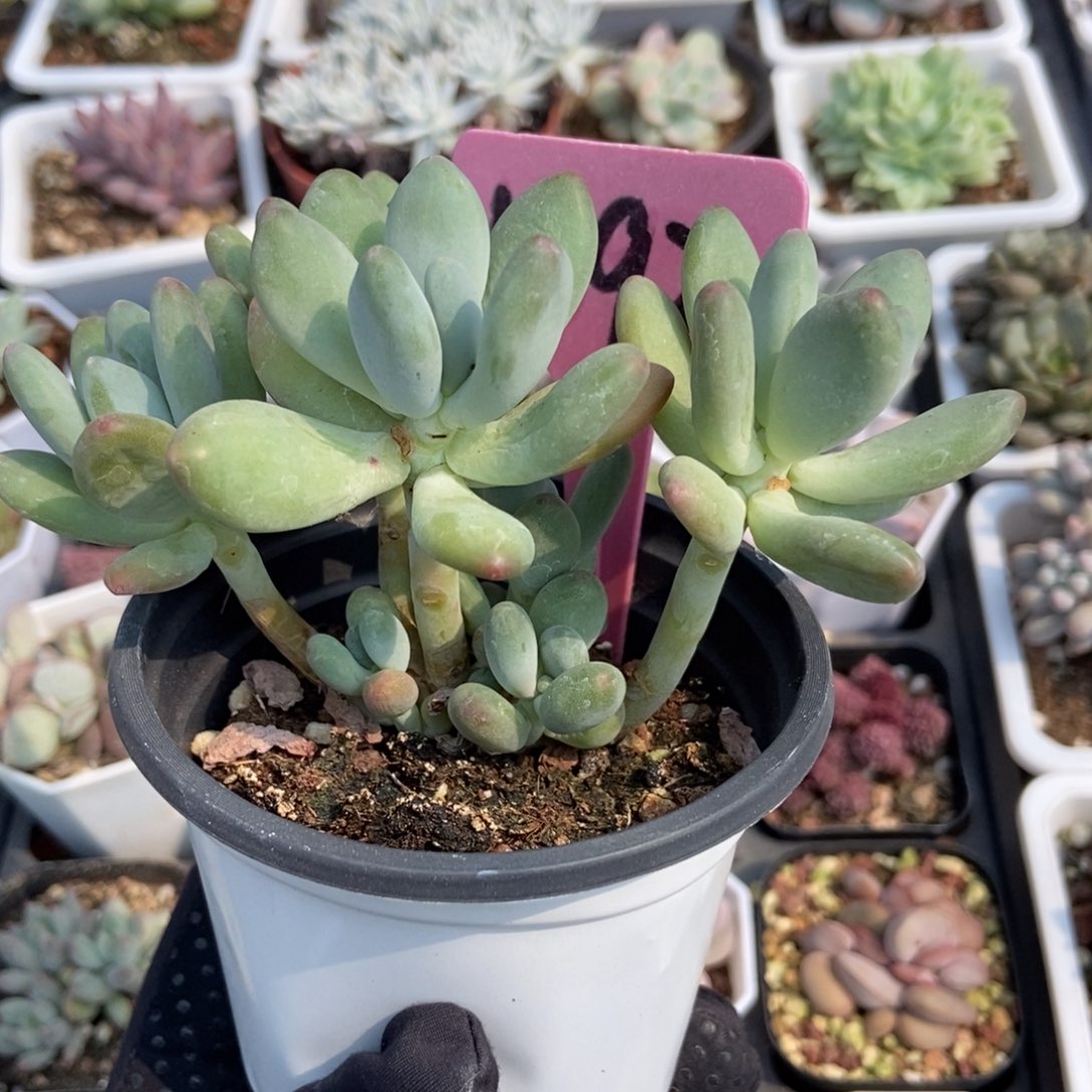 1892苹果奶多肉植物保护