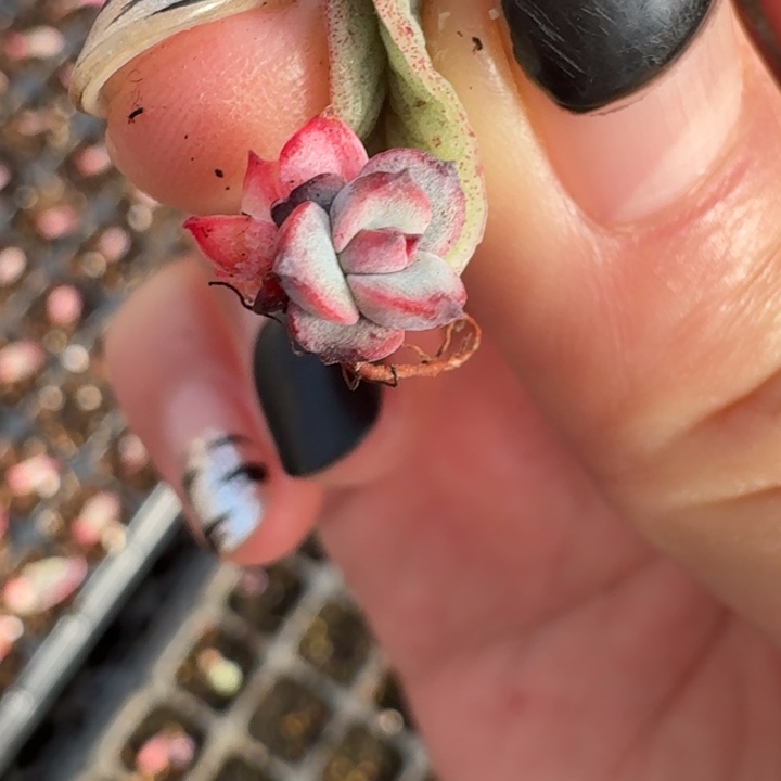 三文鱼锦一物一拍254