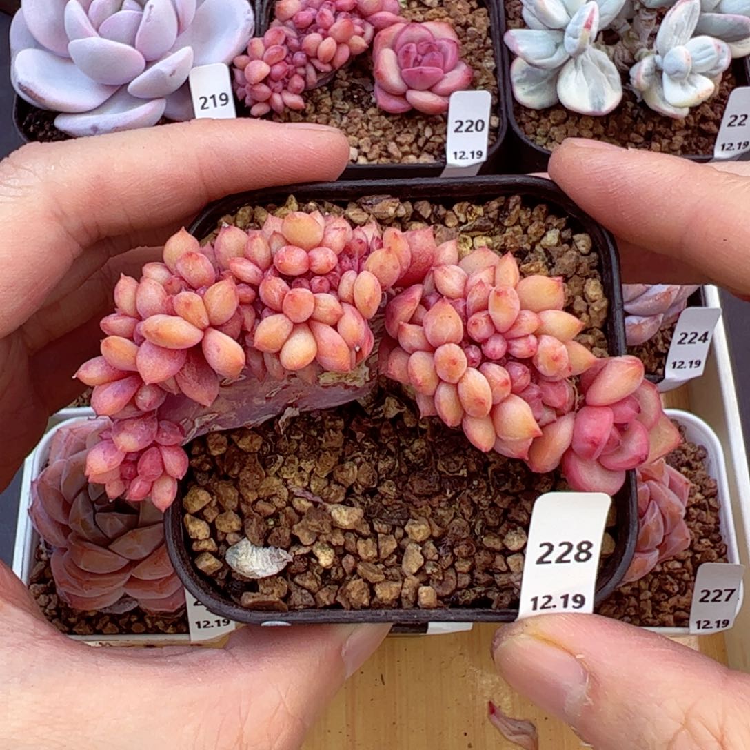 好好看228、哈哈哈哈