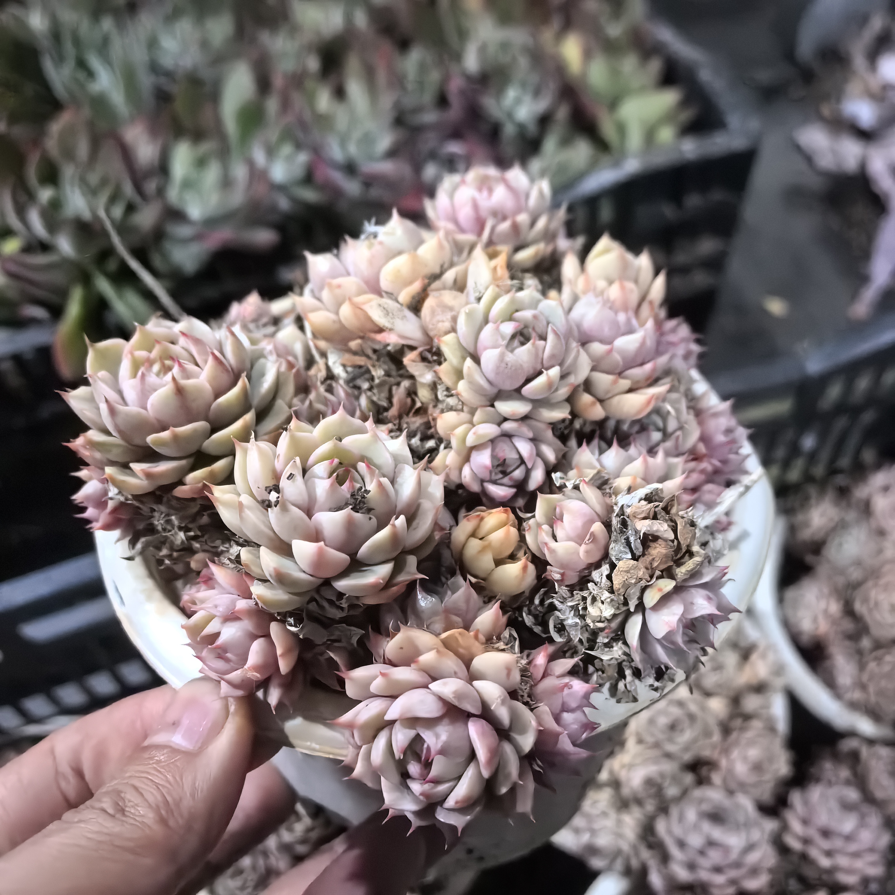 ynbbds苯巴蒂斯群生多肉植物多头易养活适合阳台庭院新手栽种养护