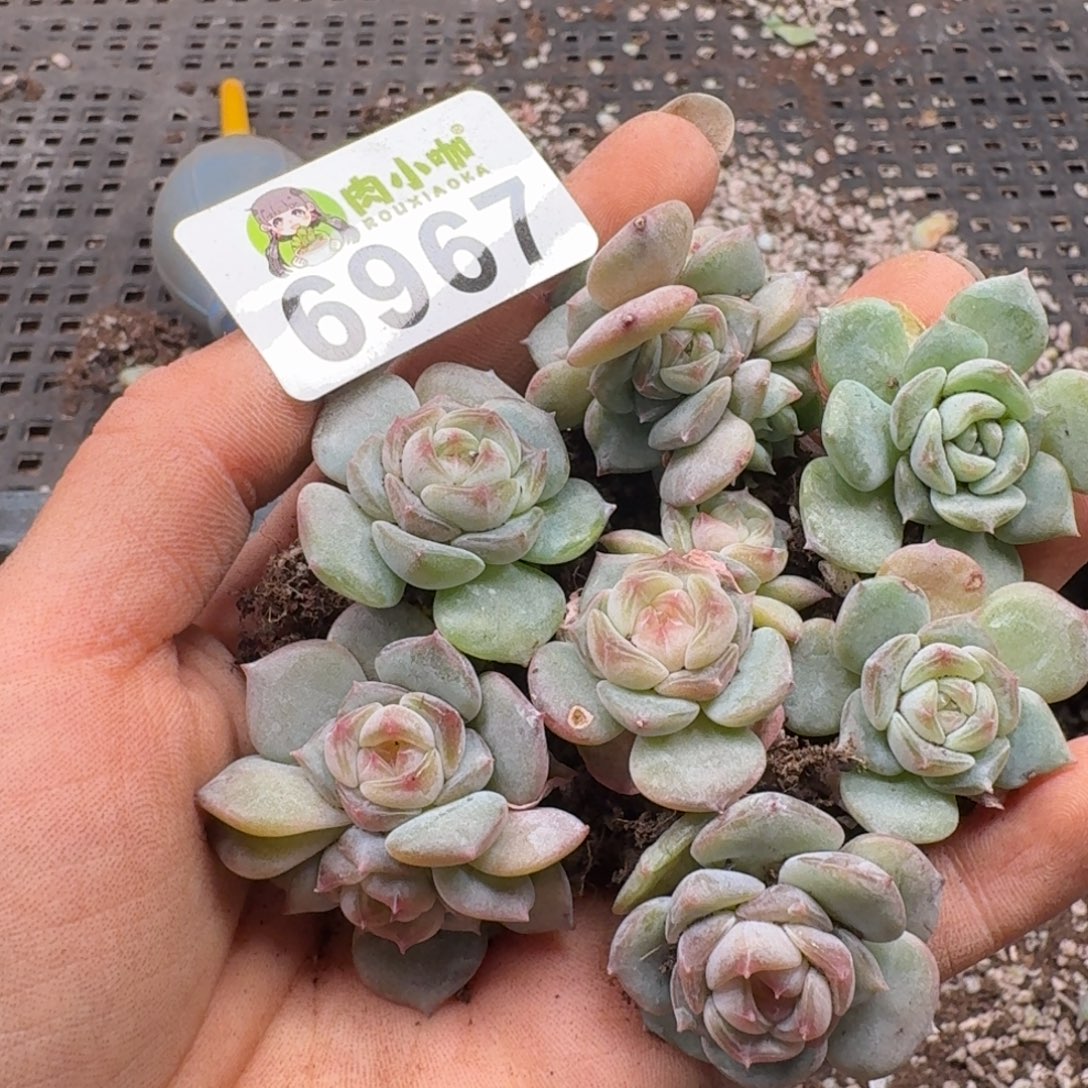 多肉植物多肉植物