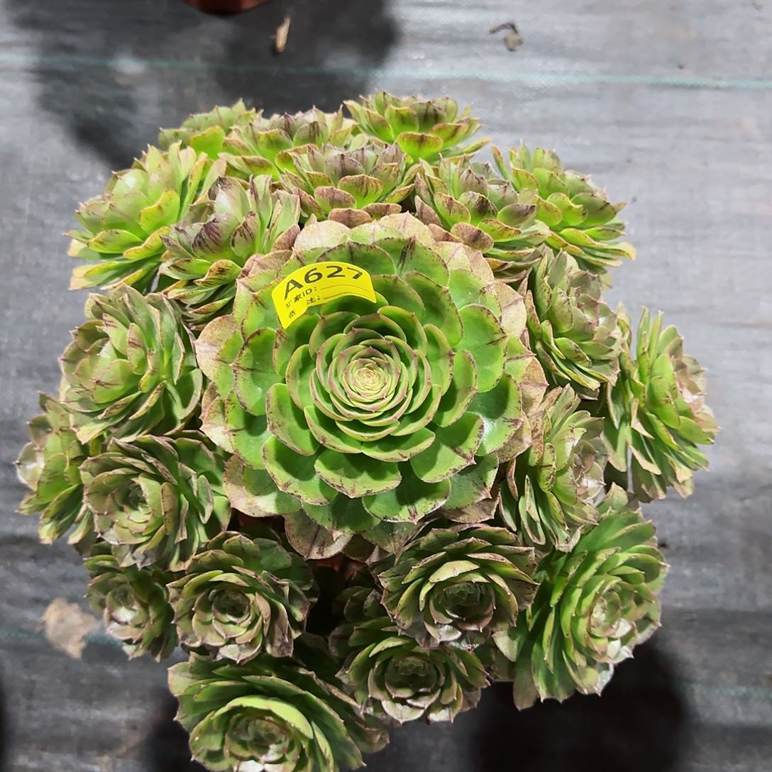 万拉丝627多肉多肉