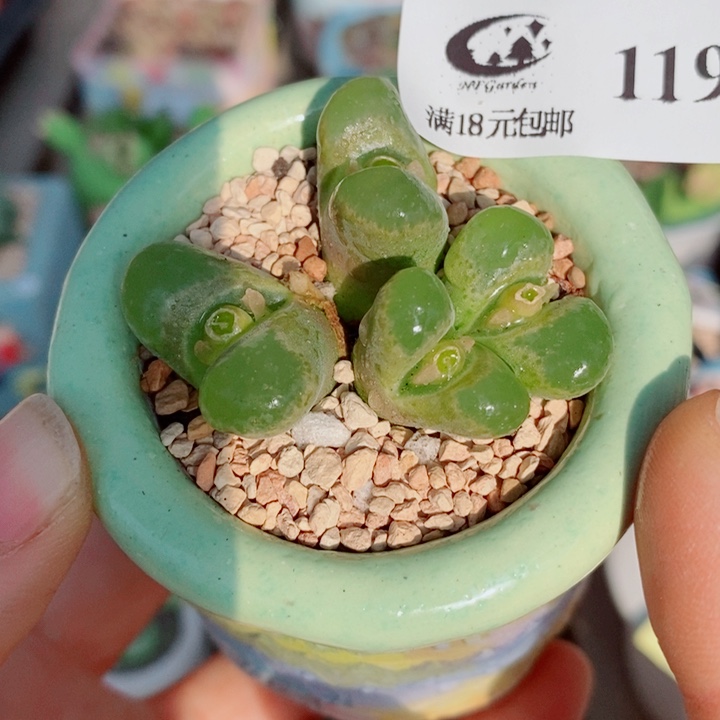 生石花花花花花花119