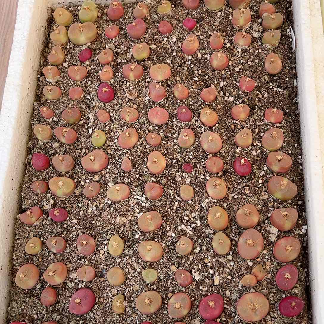 【闪购商品】324 水蜜桃一箱 带箱发货