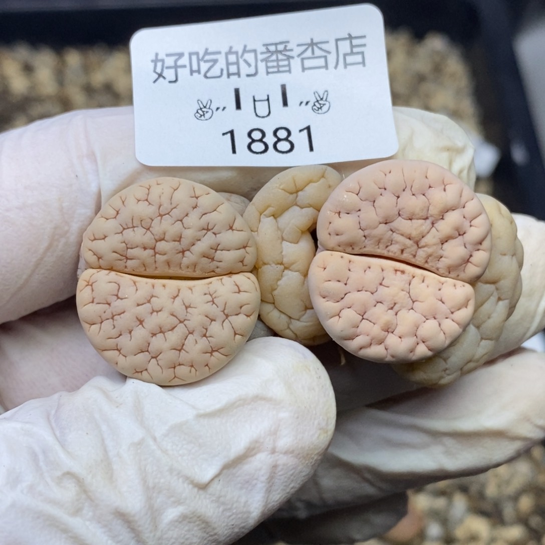 1881”零下拍保温.18包邮.当天凑哦