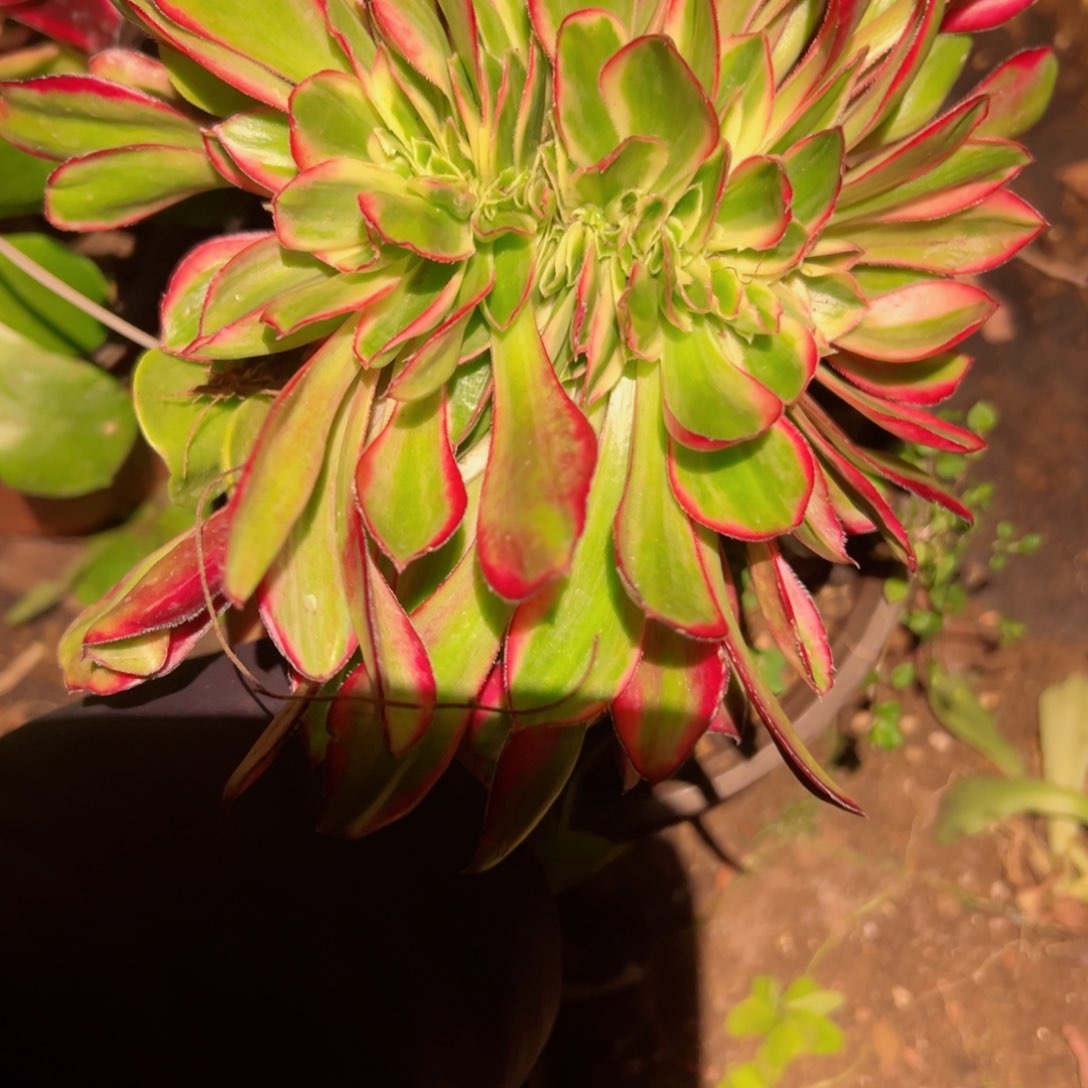 943 号多肉法师植物新年福利