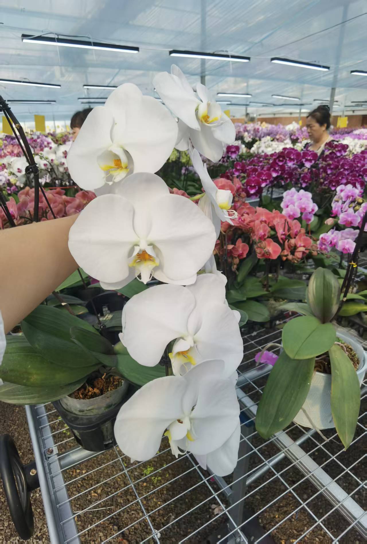 龙兰【5寸和7寸杯】高档蝴蝶兰鲜花盆栽