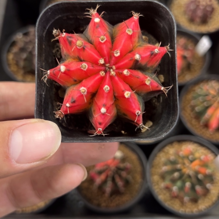 中国红侧芽自根带盆土发货