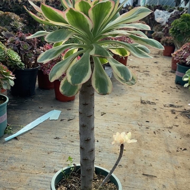 燕姿锦多肉植物97 