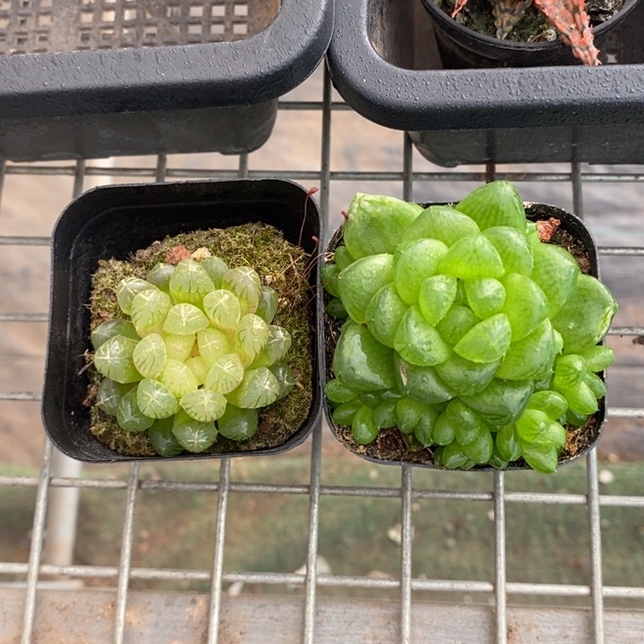 伯克利和格蕾纳等著名音乐