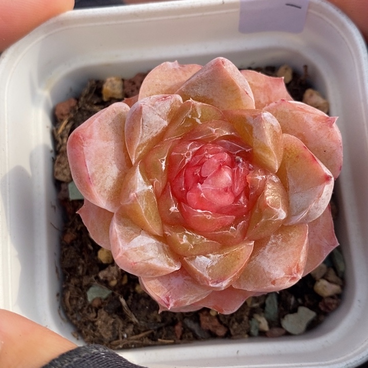 1211-530，糖心多肉