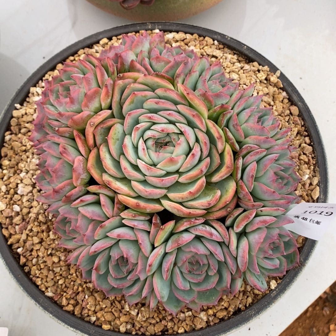 侧影捧花无砍多肉多肉019
