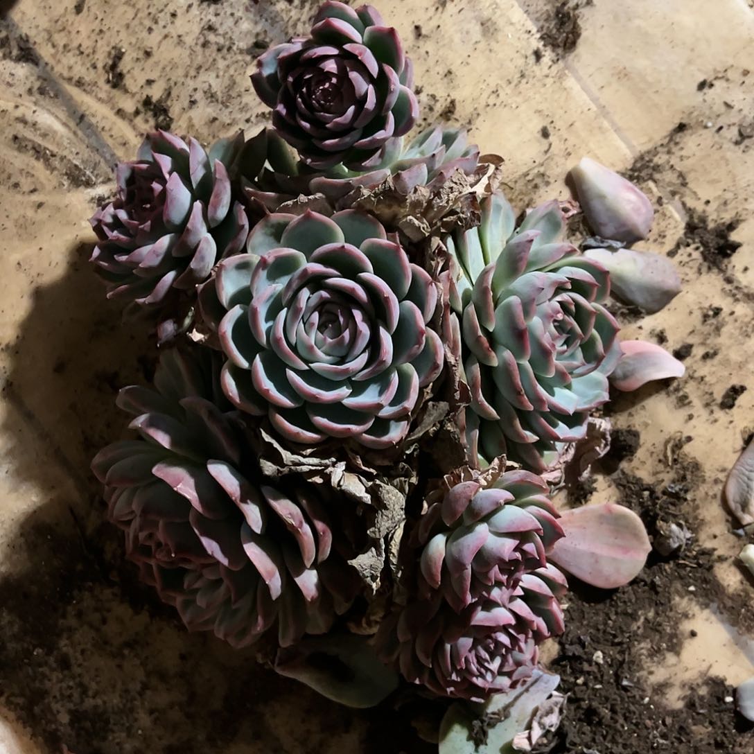 翔*多肉植物侧影一颗