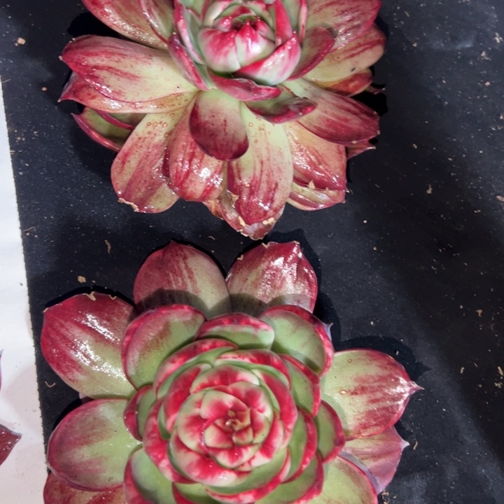 开***米多肉植物开心米发货11111