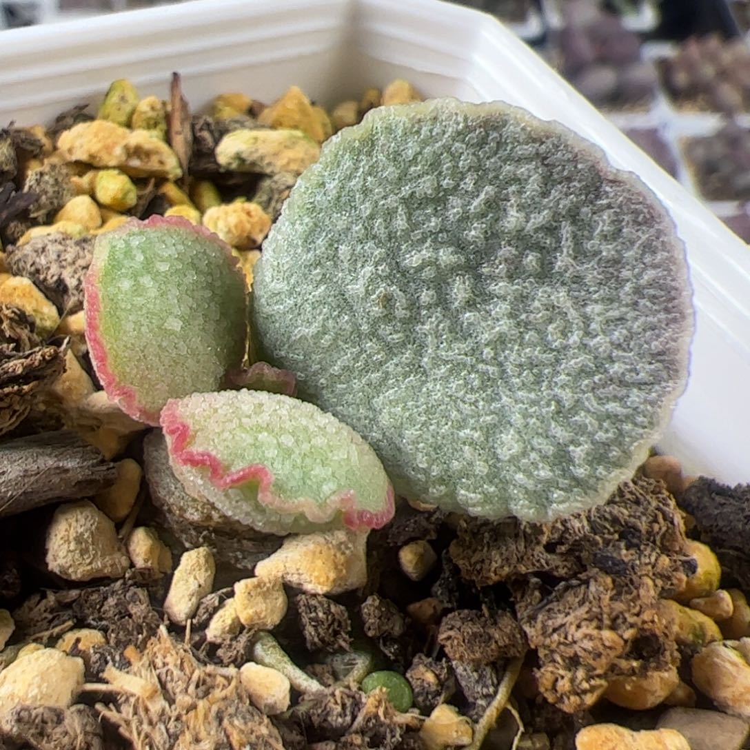 实生新品单头桩多肉植物水泡