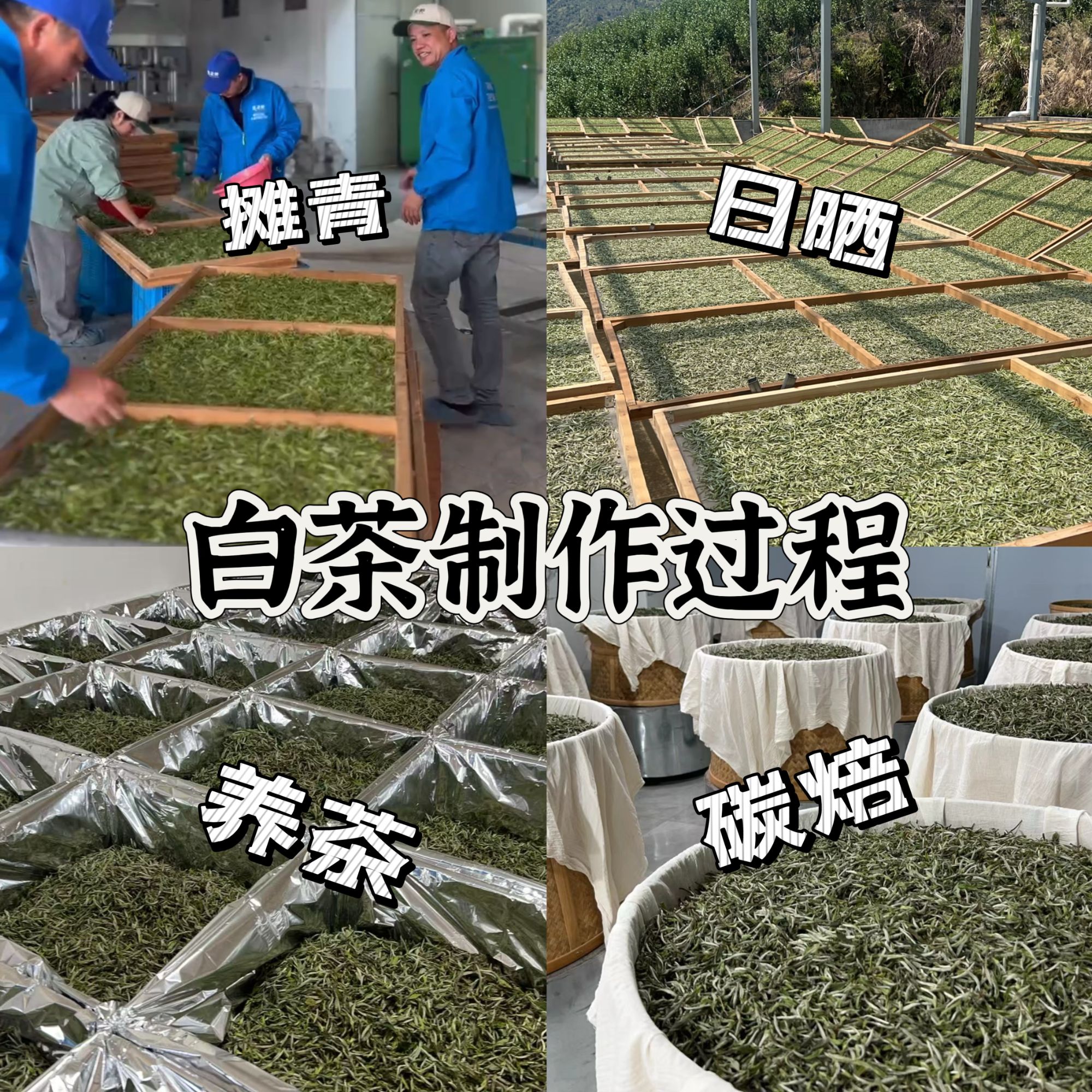 （临时链接不发茶叶！！！）福鼎白茶针适好