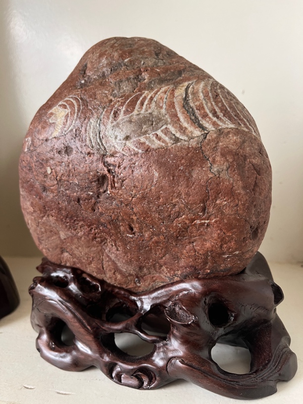 宜昌震旦角化石，适合居家摆件办公场所，送礼佳品（不包邮)