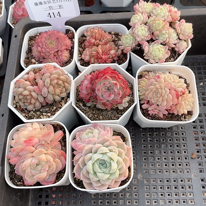 薇薇安园艺多肉414