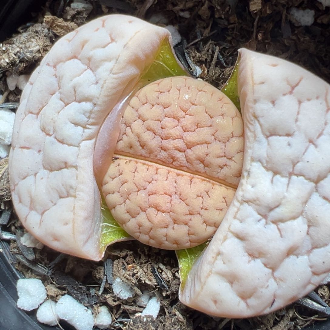 【闪购商品】861……