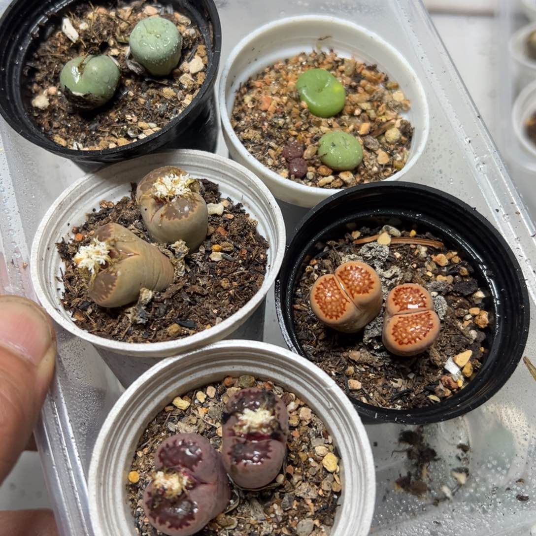 【闪购商品】 277。       