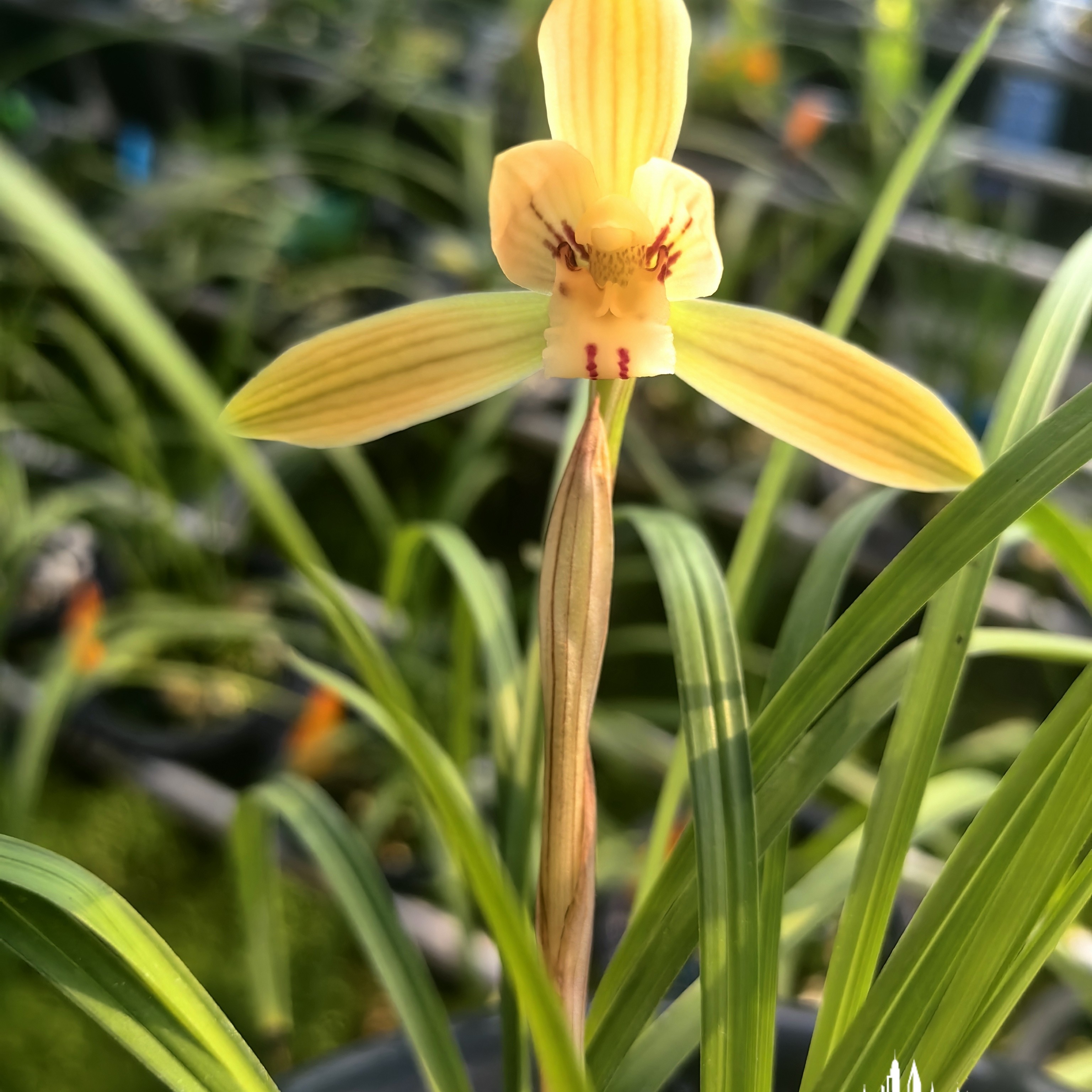 承德兰花春兰朱金色花2苗