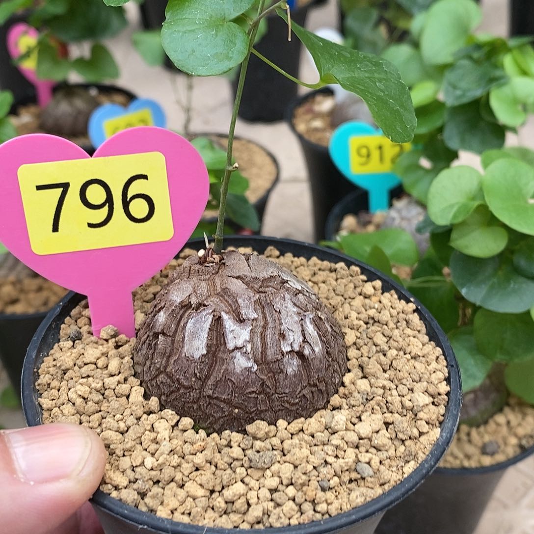 南非龟甲龙龟甲龙