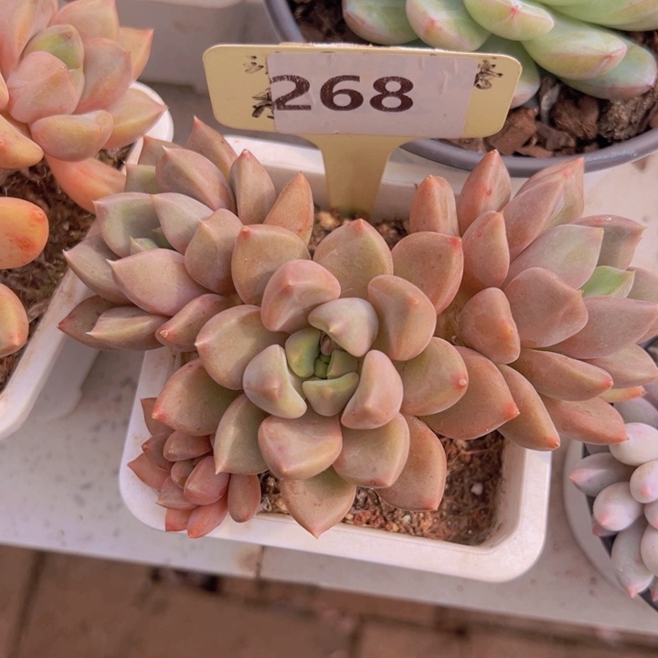 健健康康平平安安