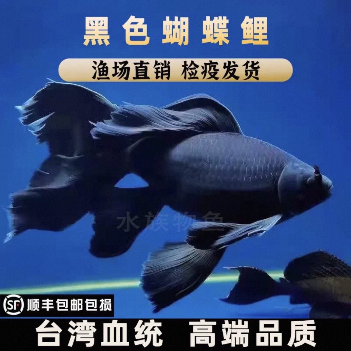 M16-20厘米纯种台系五代墨蝶蝴蝶鲤冷水观赏鱼大鳍大尾好养耐活