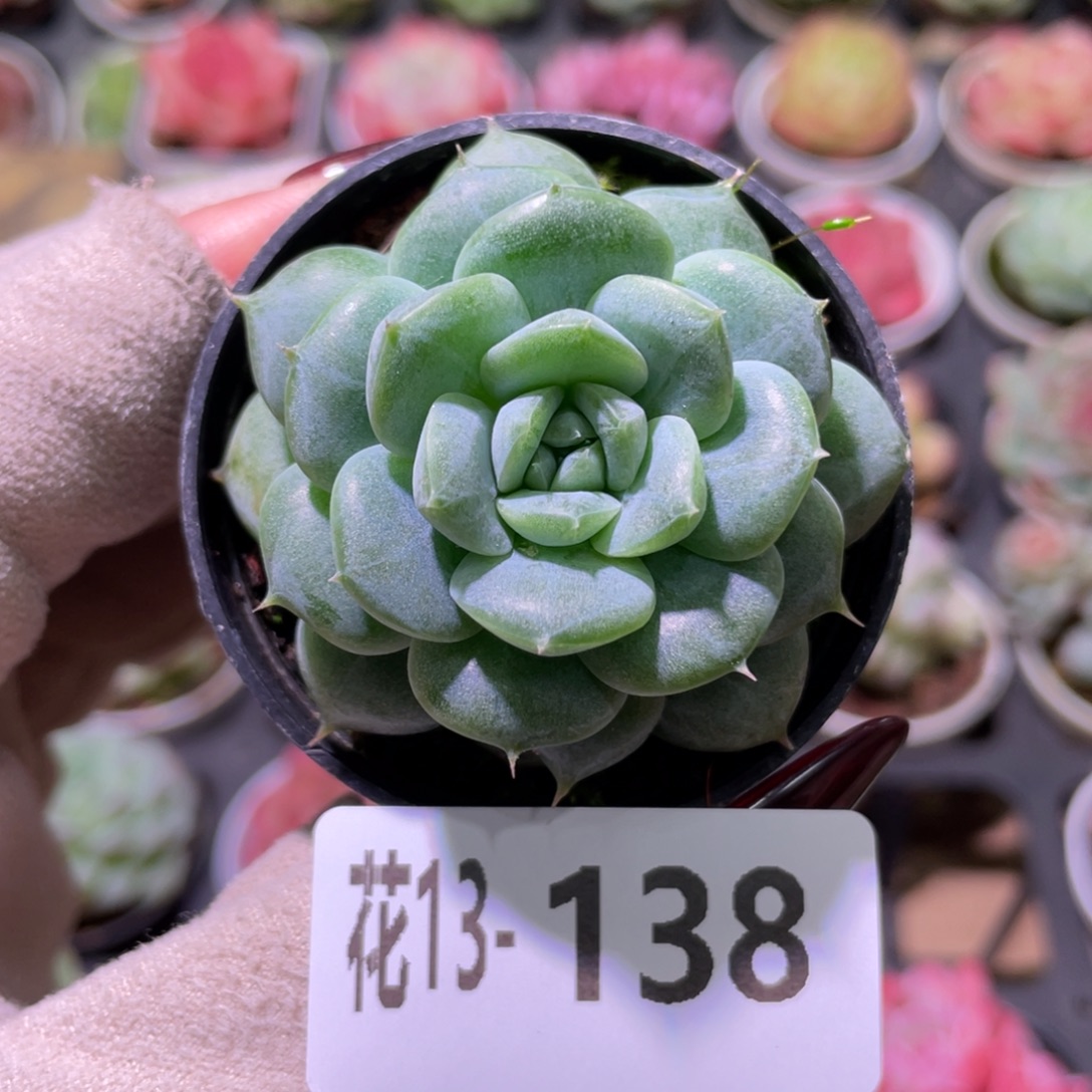 花利美13-138新品