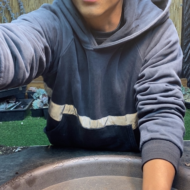 沙***风213号奶酪多肉植物