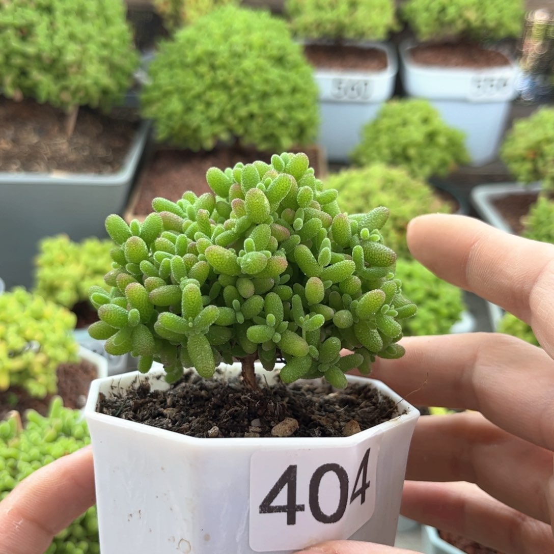 404蜜桔可爱多肉植物