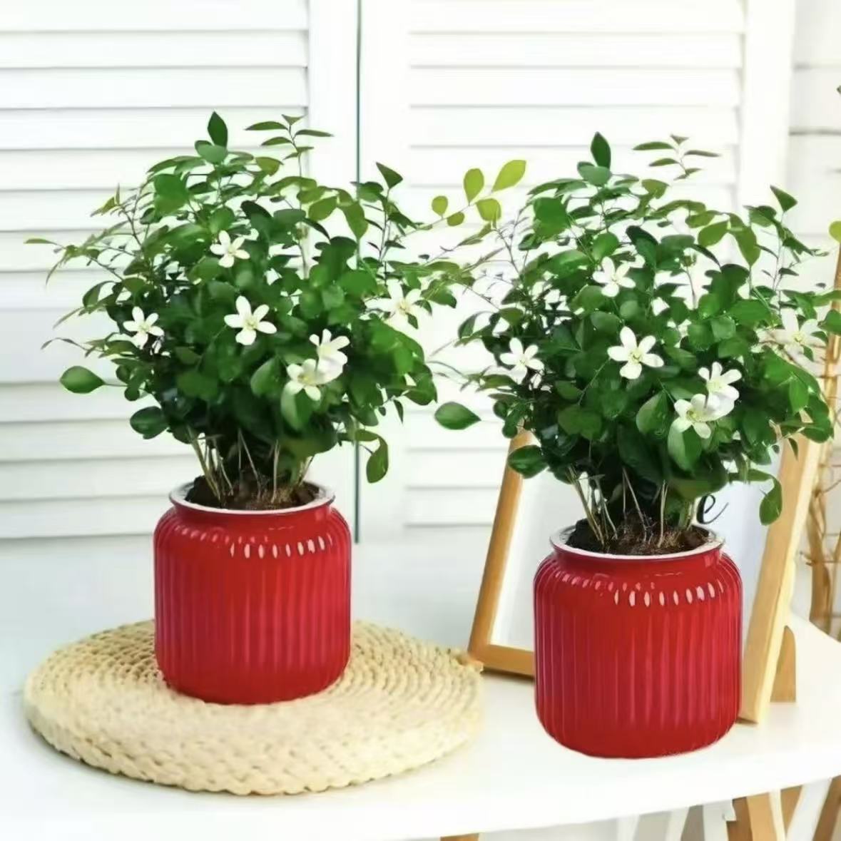 【拍一发二】HG九里香盆栽室内外通用四季常青净化空气驱蚊好养绿植