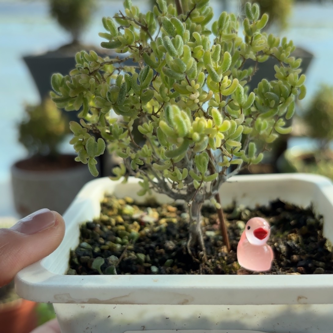 逗***逗265米粒锦枝干番杏福利