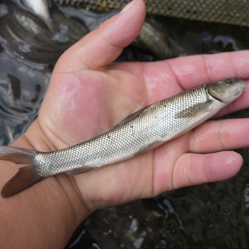 【活体】银雪鱼（4-16厘米）观赏鱼淡水鱼冷水鱼